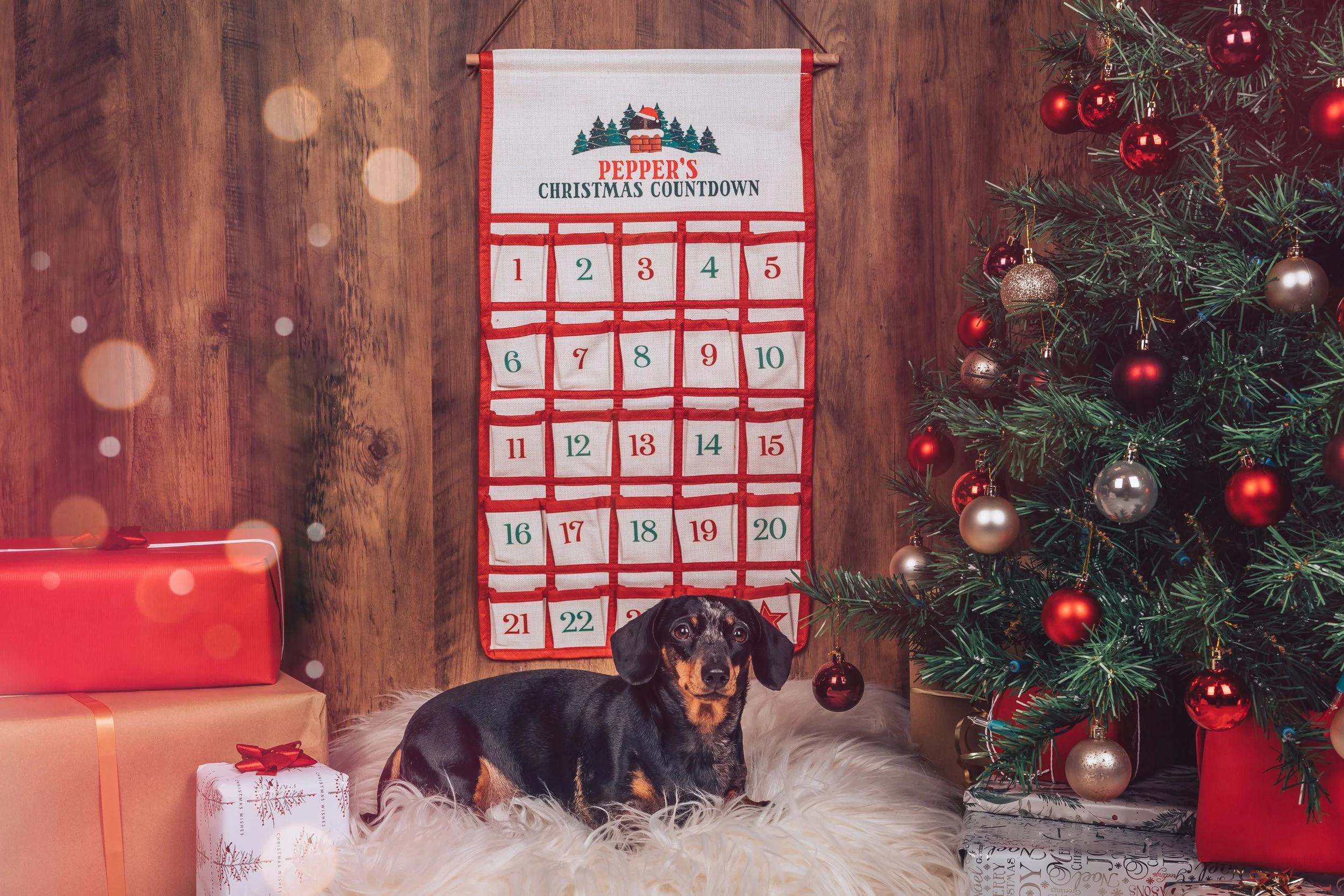 Dog advent calendar hotsell